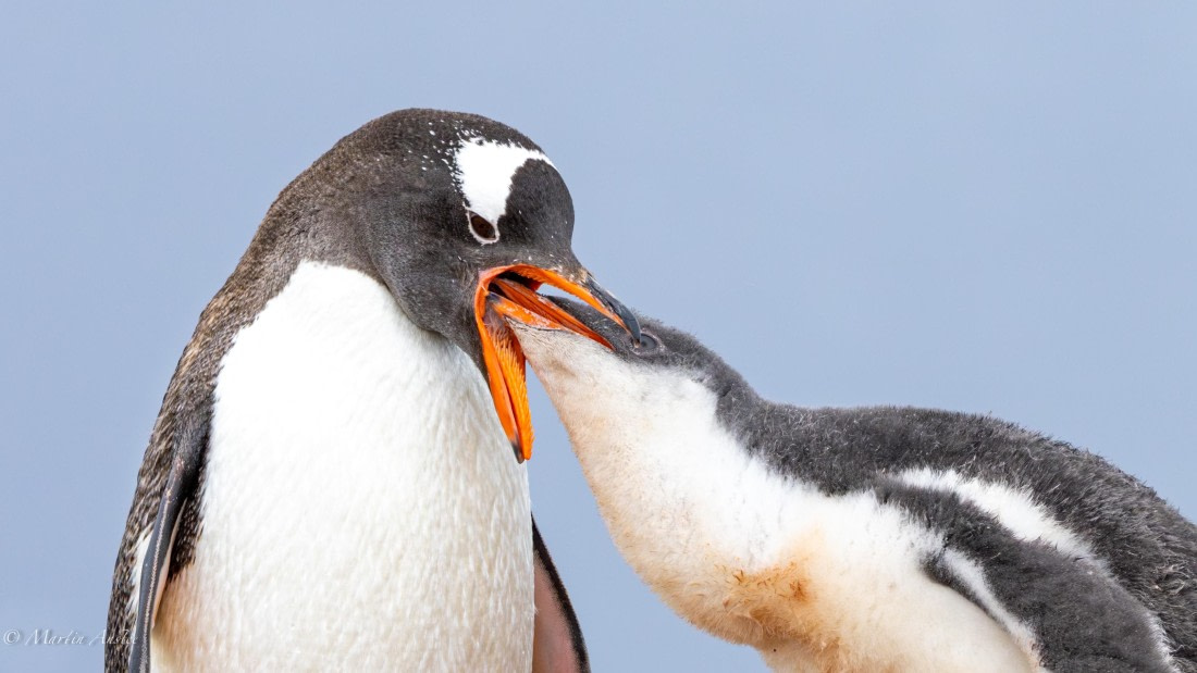 PLA28-25, Day 4, 088A7652 © Martin Anstee - Oceanwide Expeditions.jpg