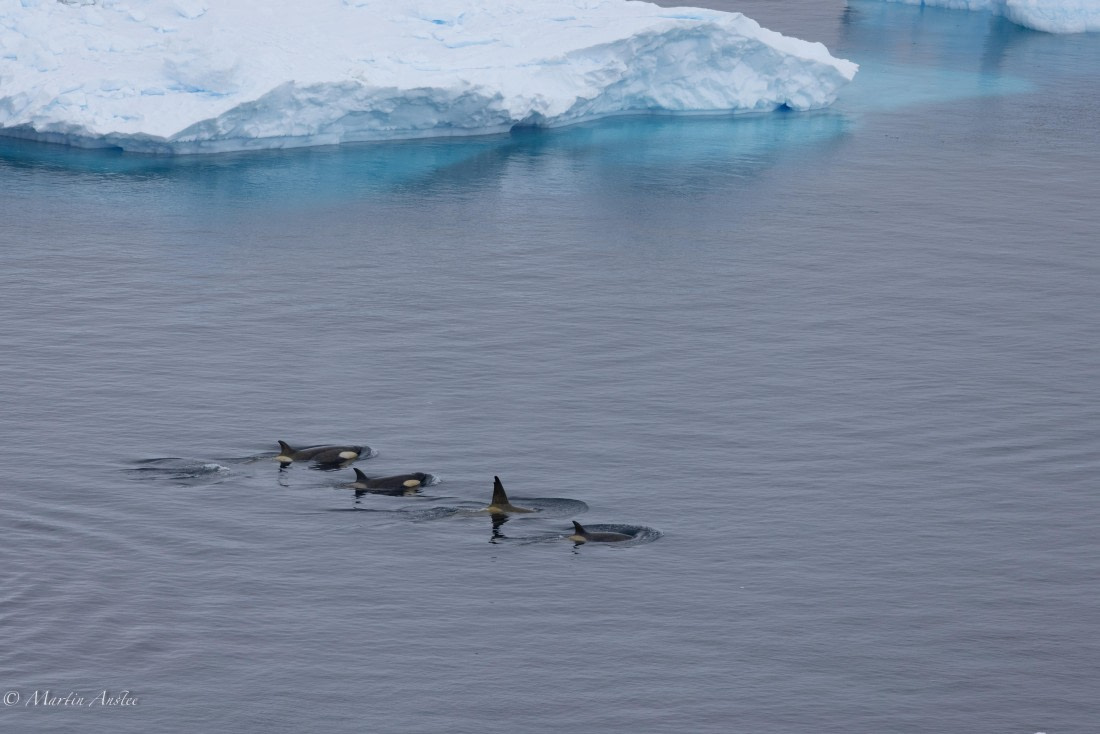 PLA28-25, Day 4, 088A7669 © Martin Anstee - Oceanwide Expeditions.jpg