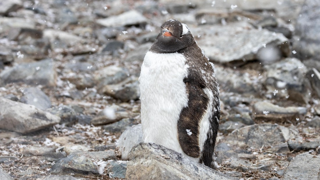PLA28-25, Day 4, 088A7694 © Martin Anstee - Oceanwide Expeditions.jpg