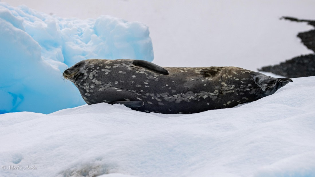 PLA28-25, Day 4, 088A7700 © Martin Anstee - Oceanwide Expeditions.jpg