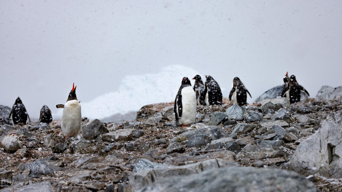 PLA28-25, Day 4, 088A7697 © Martin Anstee - Oceanwide Expeditions.jpg