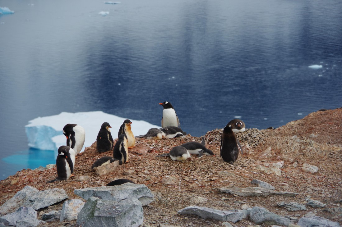 PLA28-25, Day 4, HélèneDEMERINGO (2) © Hélène de Meringo - Oceanwide Expeditions.JPG