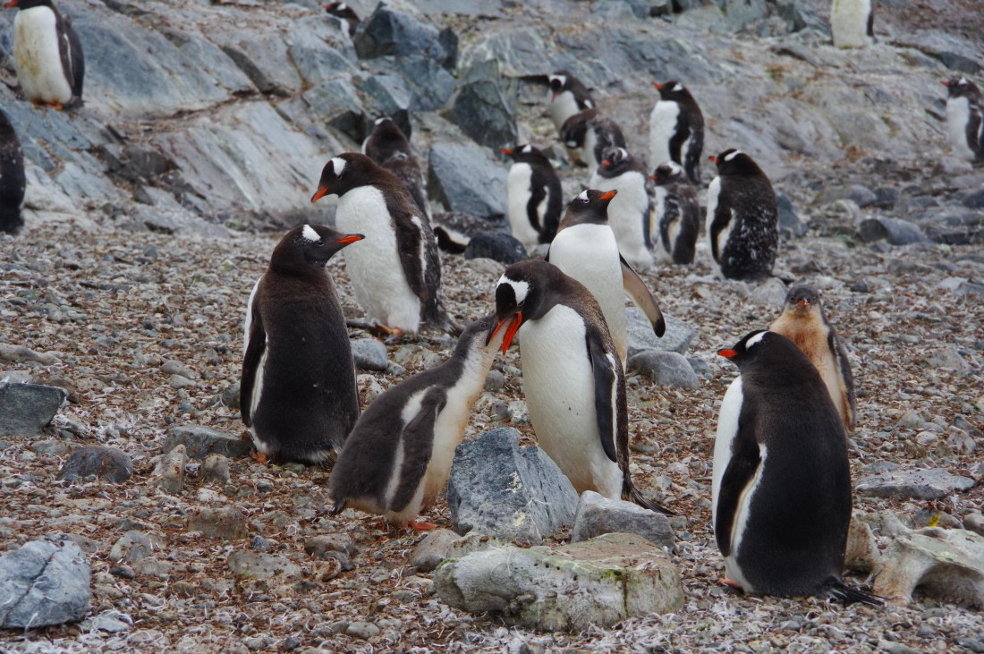 PLA28-25, Day 4, HélèneDEMERINGO (3) © Hélène de Meringo - Oceanwide Expeditions.JPG
