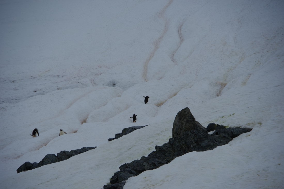PLA28-25, Day 4, HélèneDEMERINGO (6) © Hélène de Meringo - Oceanwide Expeditions.JPG