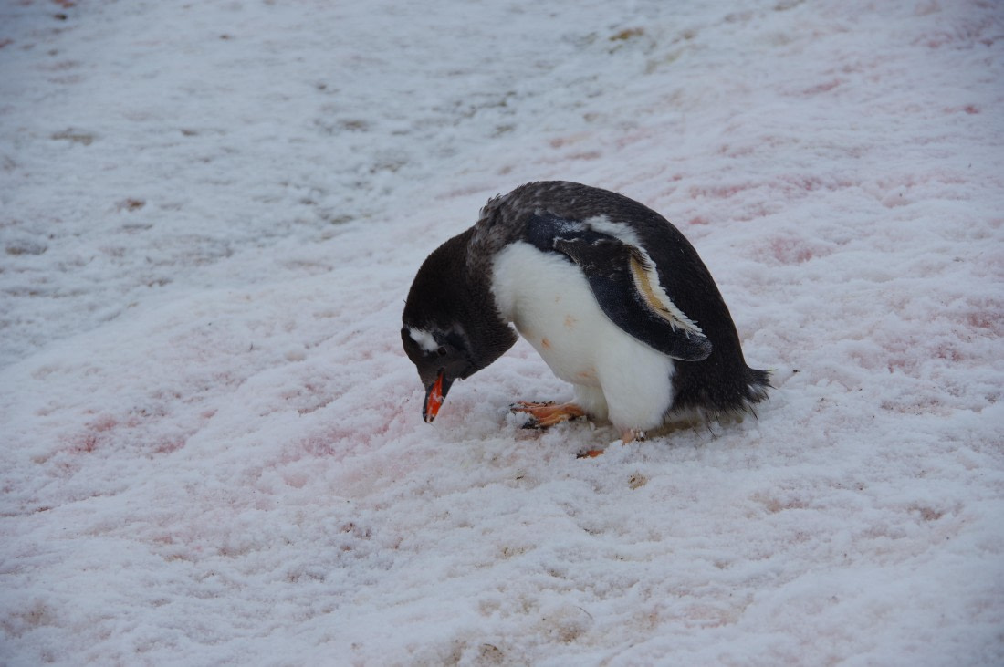 PLA28-25, Day 4, HélèneDEMERINGO (8) © Hélène de Meringo - Oceanwide Expeditions.JPG
