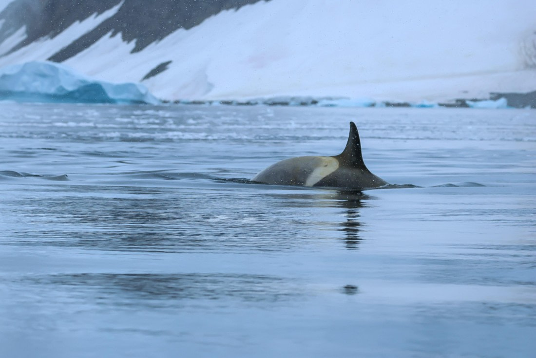 PLA28-25, Day 4, Orca 1_Eva © Eva-Maria Kifmann - Oceanwide Expeditions.JPG