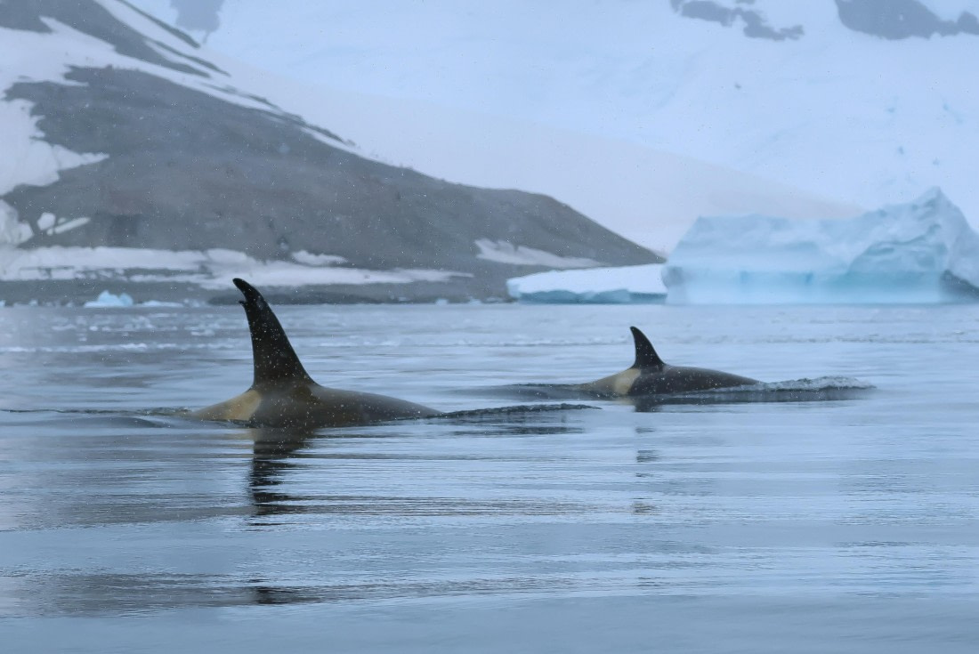 PLA28-25, Day 4, Orca 2_Eva © Eva-Maria Kifmann - Oceanwide Expeditions.JPG