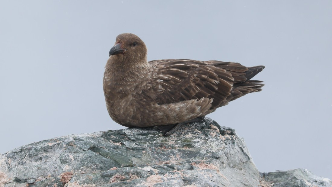 PLA28-25, Day 4, RegisPERDRIAT (4) © Regis Perdriat - Oceanwide Expeditions.JPG