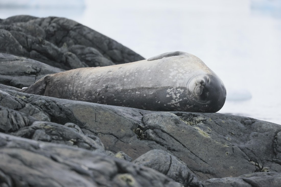 PLA28-25, Day 4, RegisPERDRIAT (9) © Regis Perdriat - Oceanwide Expeditions.JPG