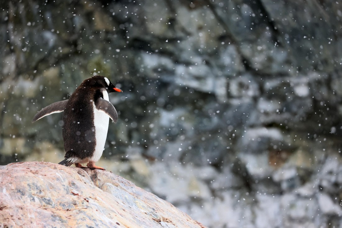 PLA28-25, Day 4, RegisPERDRIAT (10) © Regis Perdriat - Oceanwide Expeditions.JPG
