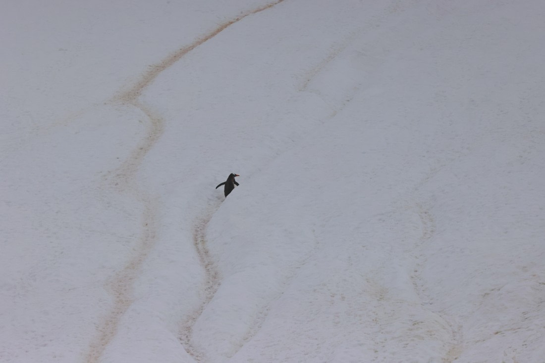 PLA28-25, Day 4, RegisPERDRIAT (13) © Regis Perdriat - Oceanwide Expeditions.JPG