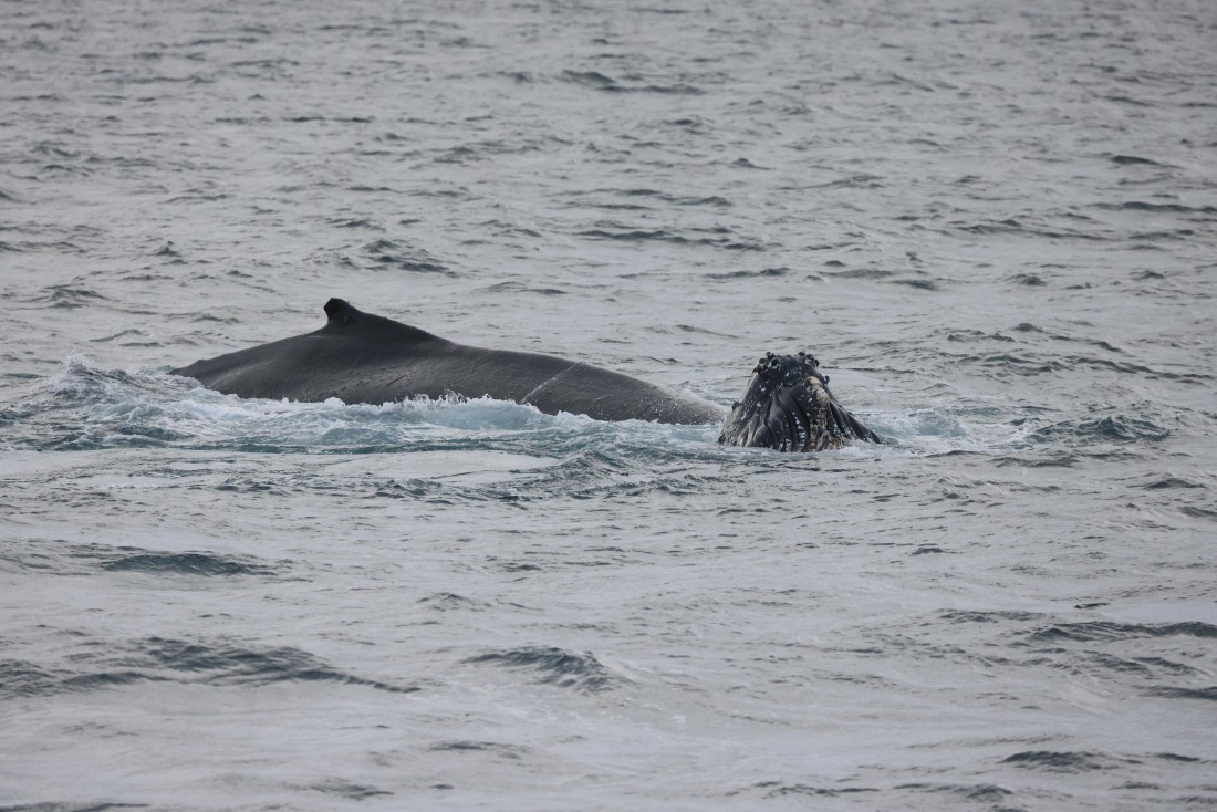 PLA28-25, Day 4, RegisPERDRIAT (17) © Regis Perdriat - Oceanwide Expeditions.JPG