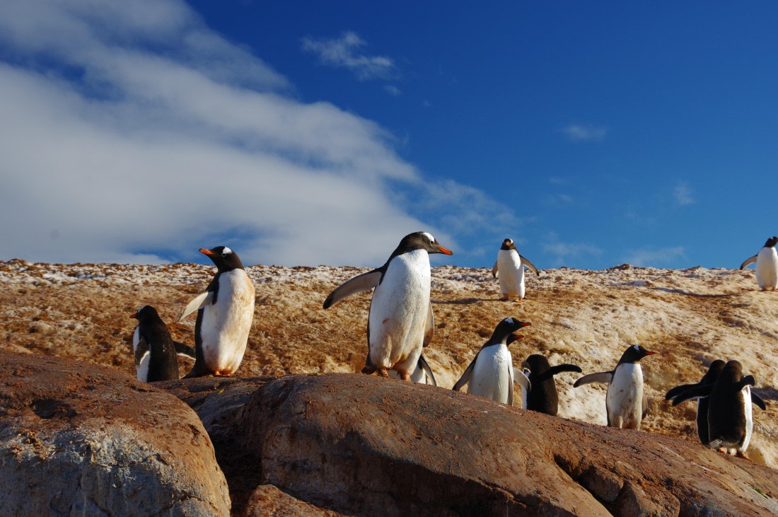PLA28-25, Day 5, helenedemeringo (2) © Hélène de Meringo - Oceanwide Expeditions.JPG