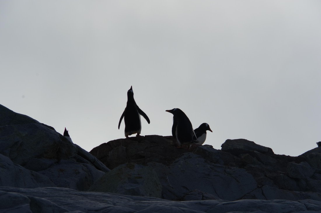 PLA28-25, Day 5, helenedemeringo © Hélène de Meringo - Oceanwide Expeditions.JPG