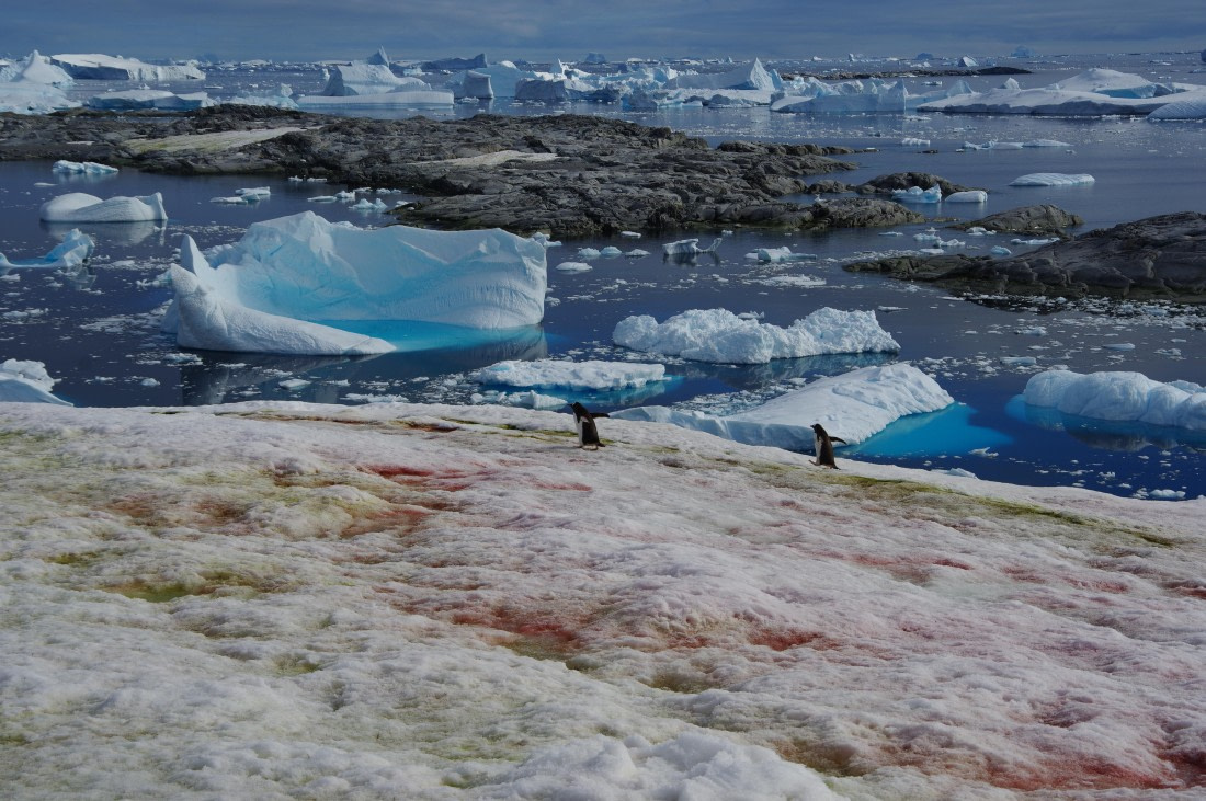 PLA28-25, Day 5, IMGP3890 © Unknown photographer - Oceanwide Expeditions.JPG