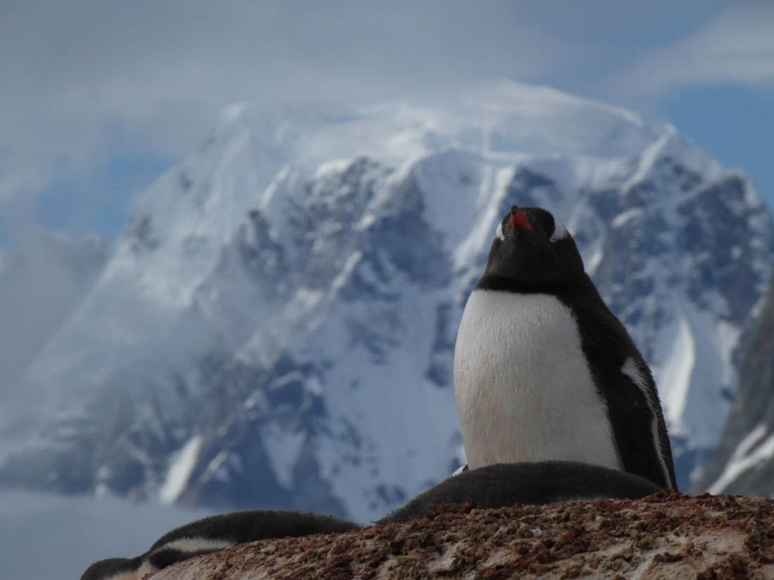 PLA28-25, Day 5, P1180093 © Ali Liddle - Oceanwide Expeditions.JPG