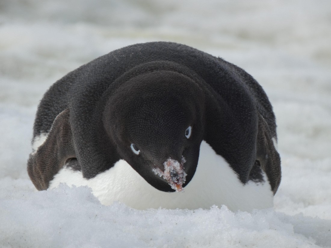 PLA28-25, Day 5, P1180124 © Ali Liddle - Oceanwide Expeditions.JPG