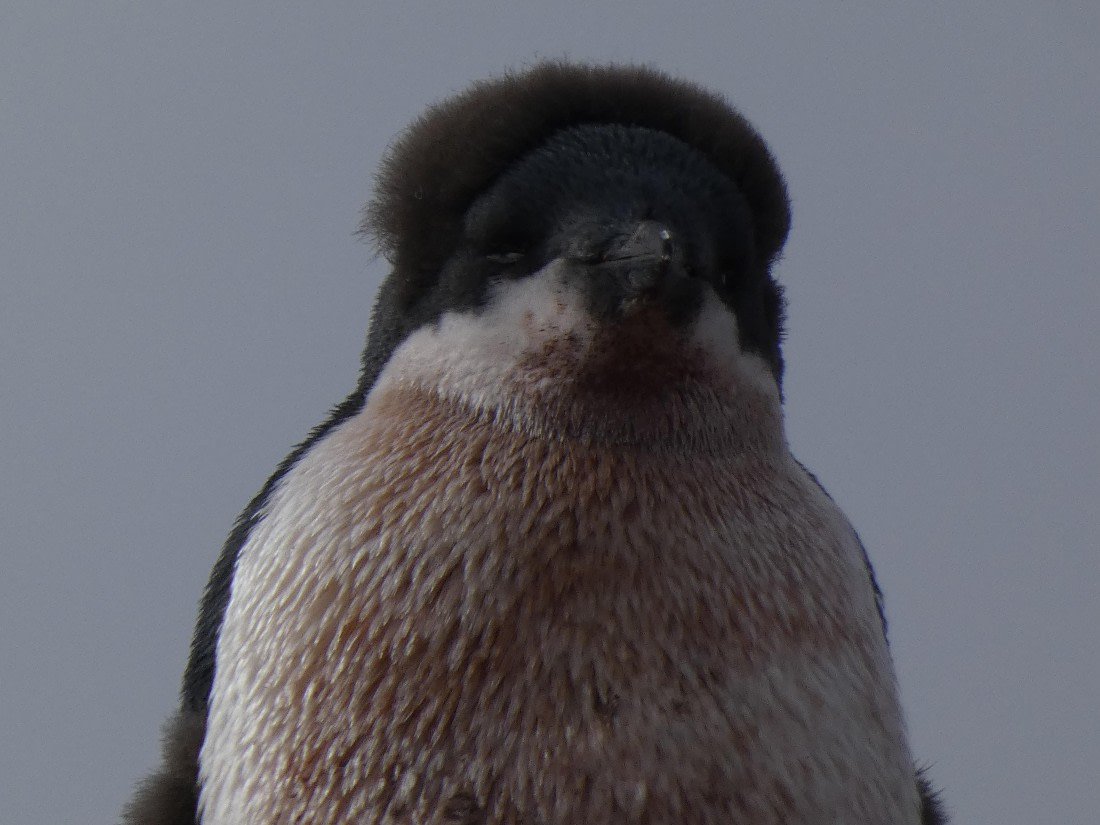 PLA28-25, Day 5, P1180135 © Ali Liddle - Oceanwide Expeditions.JPG