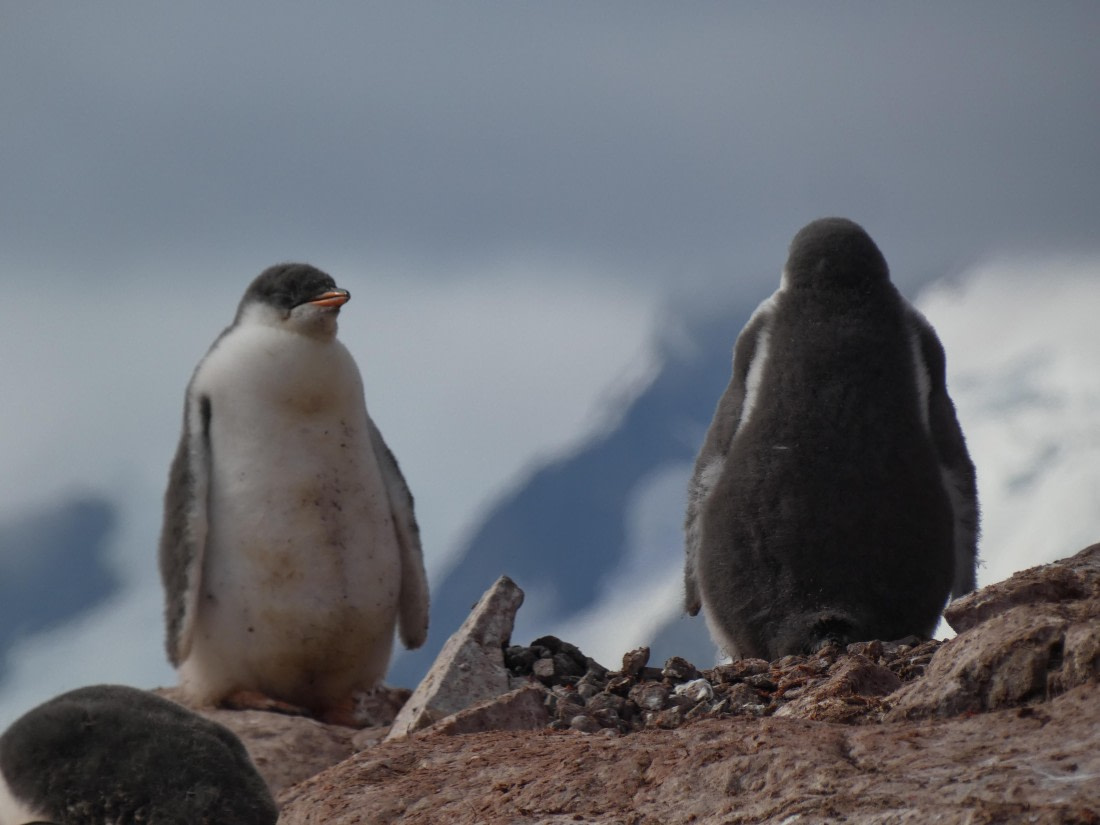 PLA28-25, Day 5, P1180150 © Ali Liddle - Oceanwide Expeditions.JPG