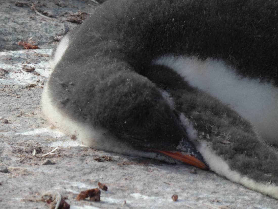 PLA28-25, Day 5, P1180162 © Ali Liddle - Oceanwide Expeditions.JPG