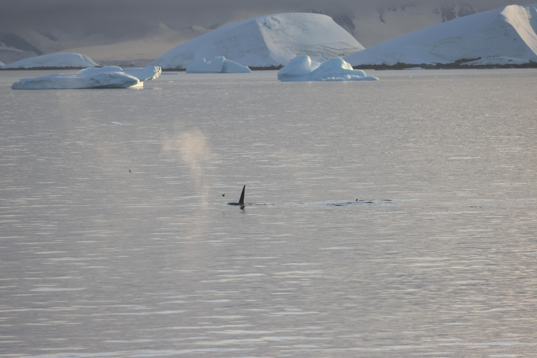 PLA28-25, Day 5, RegisPERDRIAT (2) © Regis Perdriat - Oceanwide Expeditions.JPG