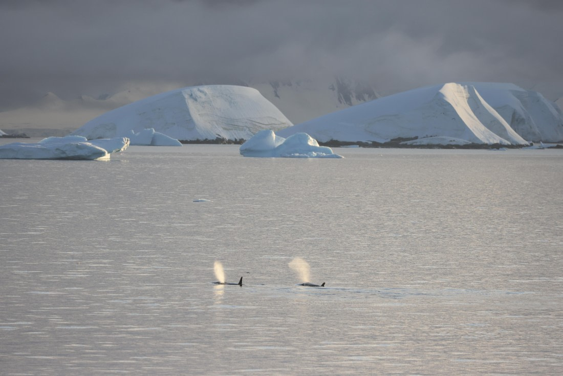 PLA28-25, Day 5, RegisPERDRIAT (3) © Regis Perdriat - Oceanwide Expeditions.JPG