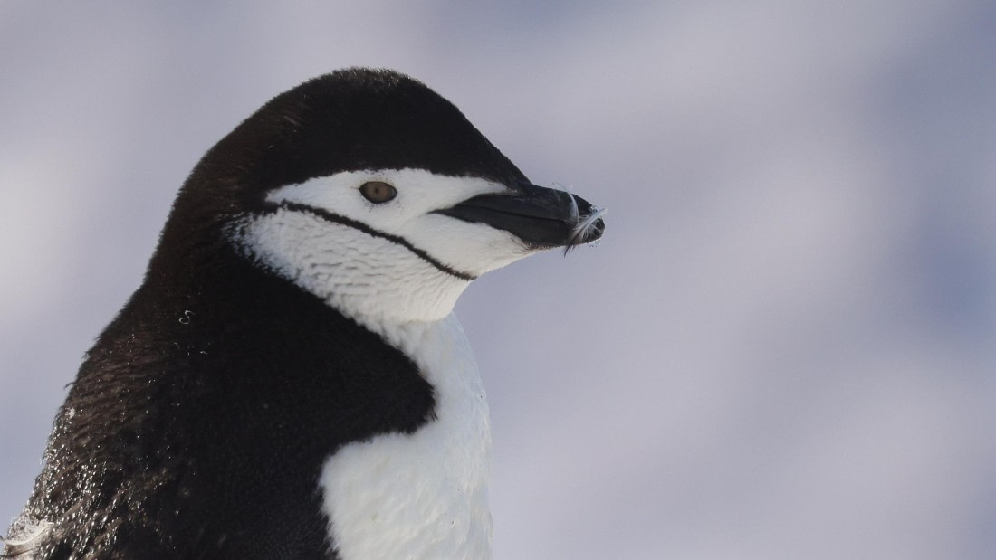 PLA28-25, Day 5, RegisPERDRIAT (6) © Regis Perdriat - Oceanwide Expeditions.JPG