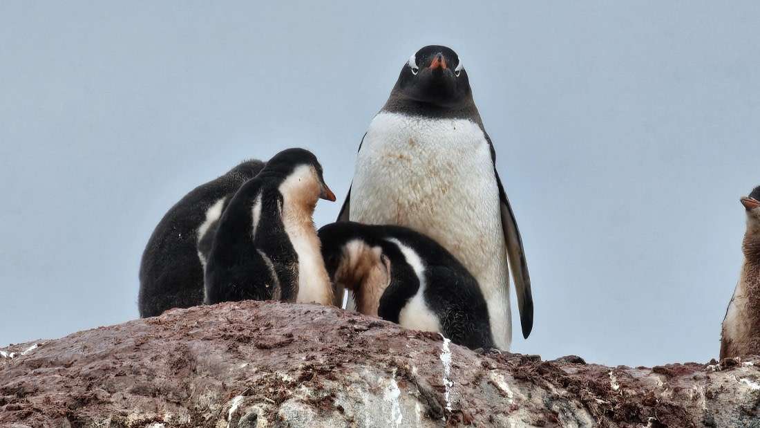 PLA28-25, Day 6, 20250208_180113 © Unknown photographer - Oceanwide Expeditions.jpg
