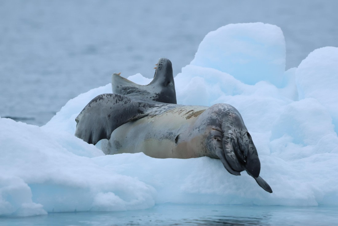 PLA28-25, Day 6, AJ7A4595 © Eva-Maria Kifmann - Oceanwide Expeditions.JPG