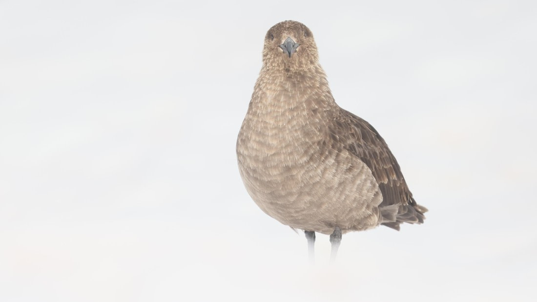 PLA28-25, Day 6, RegisPERDRIAT (1) © Regis Perdriat - Oceanwide Expeditions.JPG