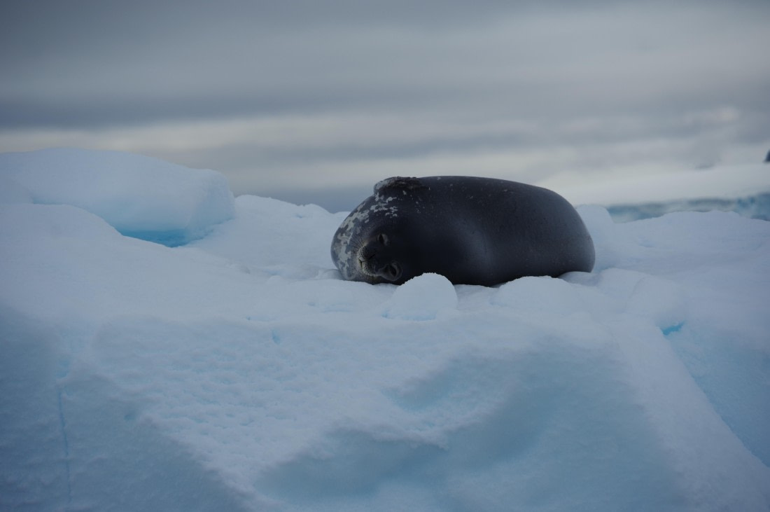 PLA28-25, Day 6, helenedemeringo © Hélène de Meringo - Oceanwide Expeditions.JPG