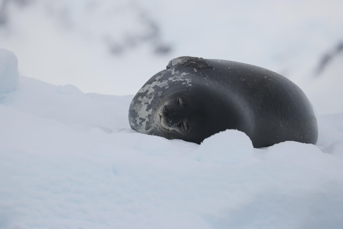 PLA28-25, Day 6, RegisPERDRIAT (2) © Regis Perdriat - Oceanwide Expeditions.JPG