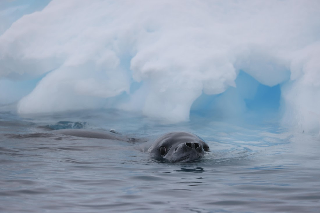 PLA28-25, Day 6, RegisPERDRIAT (6) © Regis Perdriat - Oceanwide Expeditions.JPG