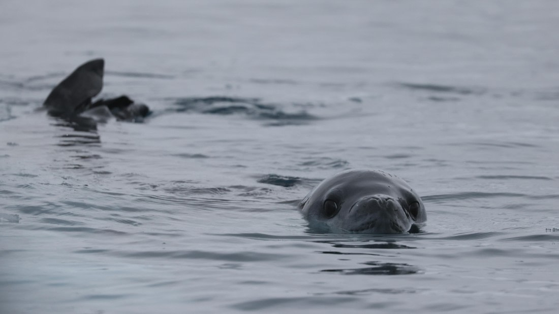 PLA28-25, Day 6, RegisPERDRIAT (7) © Regis Perdriat - Oceanwide Expeditions.JPG