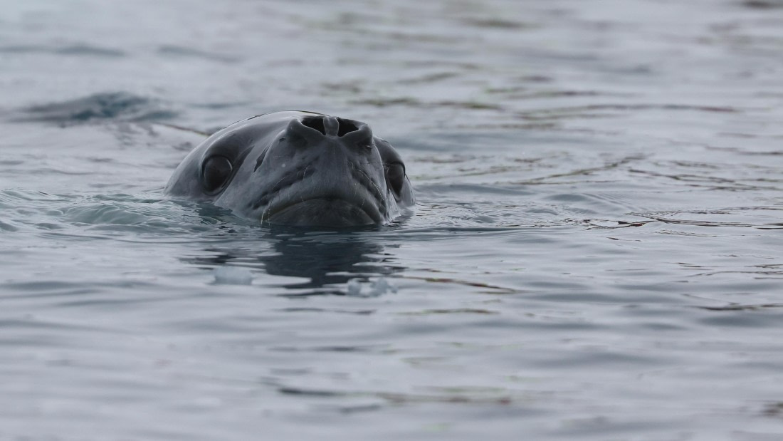 PLA28-25, Day 6, RegisPERDRIAT (8) © Regis Perdriat - Oceanwide Expeditions.JPG