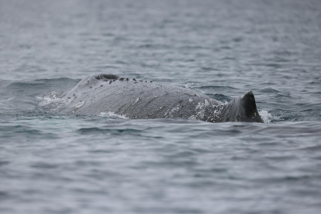 PLA28-25, Day 6, RegisPERDRIAT (10) © Regis Perdriat - Oceanwide Expeditions.JPG