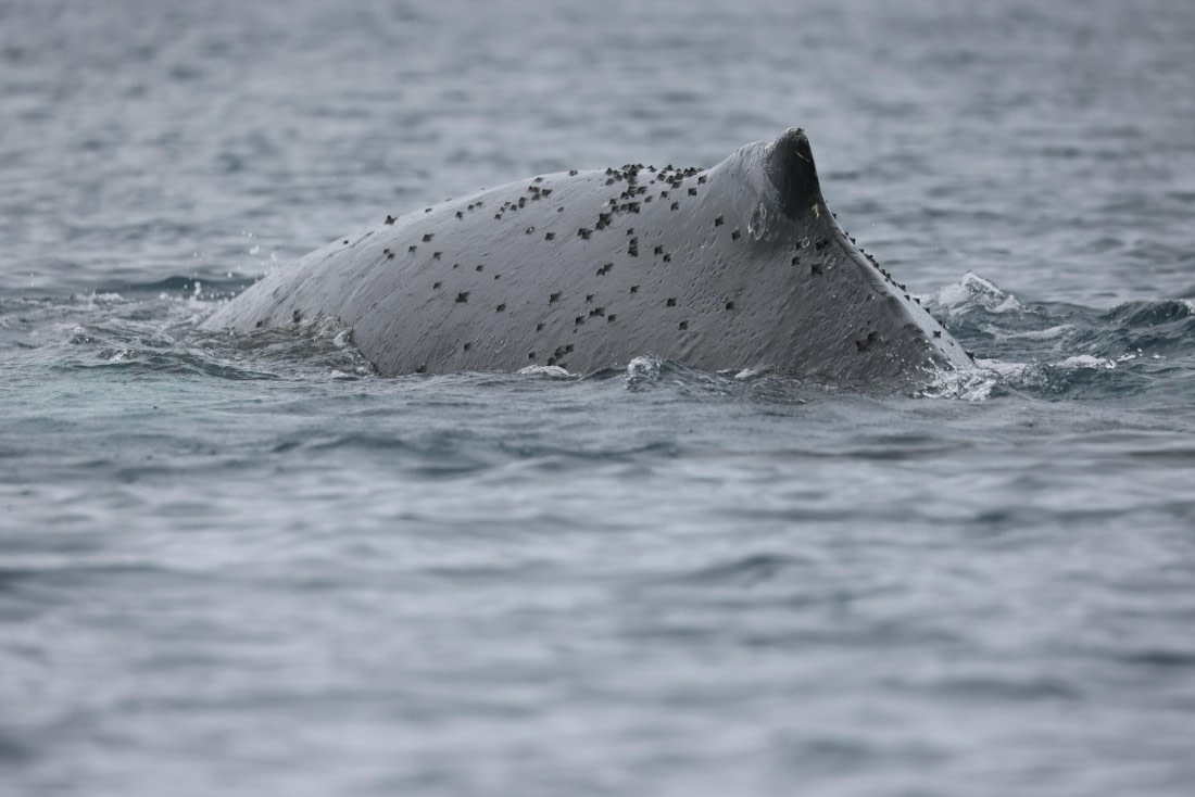 PLA28-25, Day 6, RegisPERDRIAT (11) © Regis Perdriat - Oceanwide Expeditions.JPG
