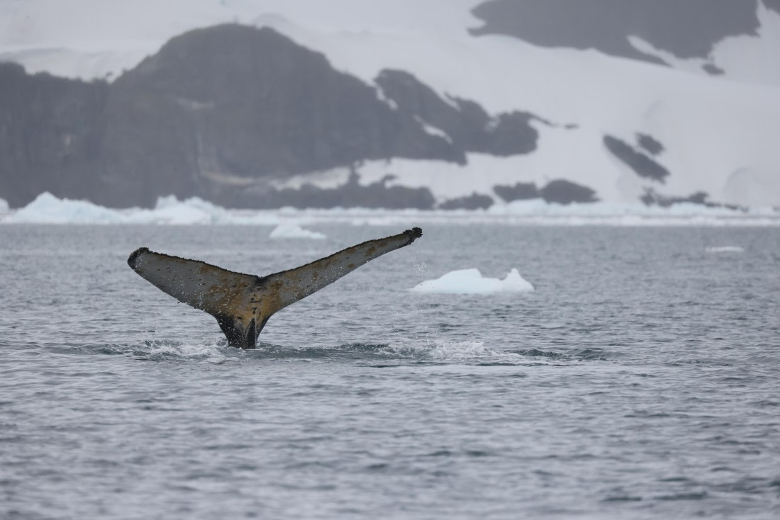 PLA28-25, Day 6, RegisPERDRIAT (12) © Regis Perdriat - Oceanwide Expeditions.JPG
