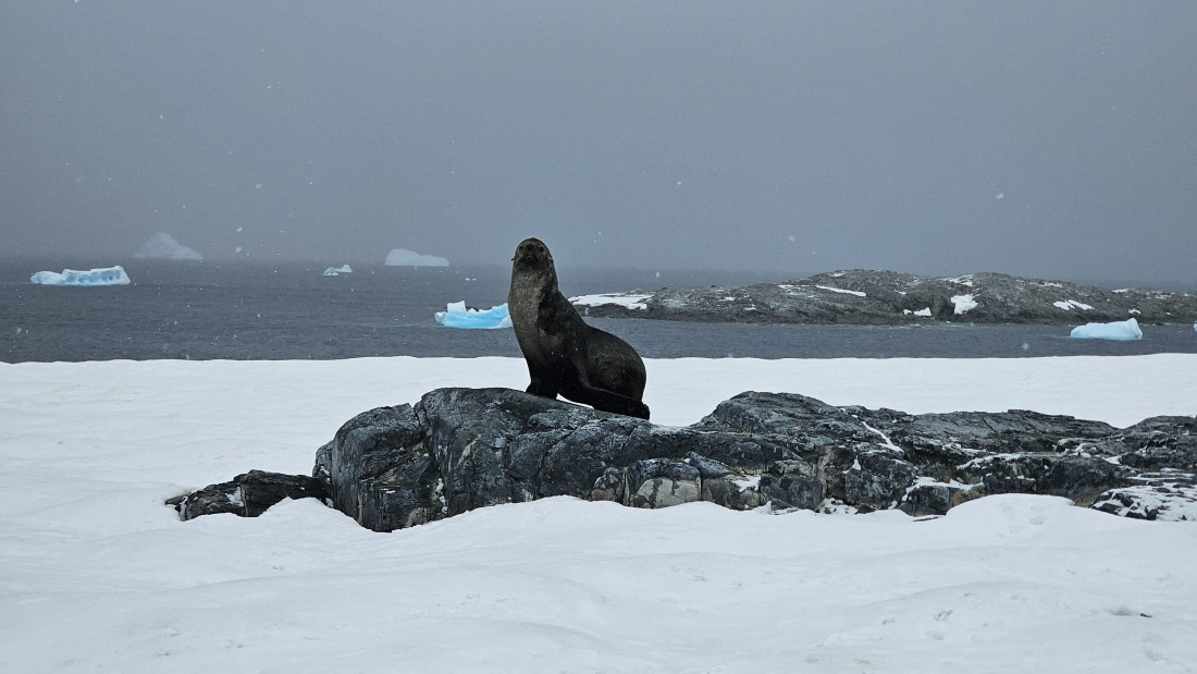 PLA28-25, Day 7, 20250209_084849 © Unknown photographer - Oceanwide Expeditions.jpg