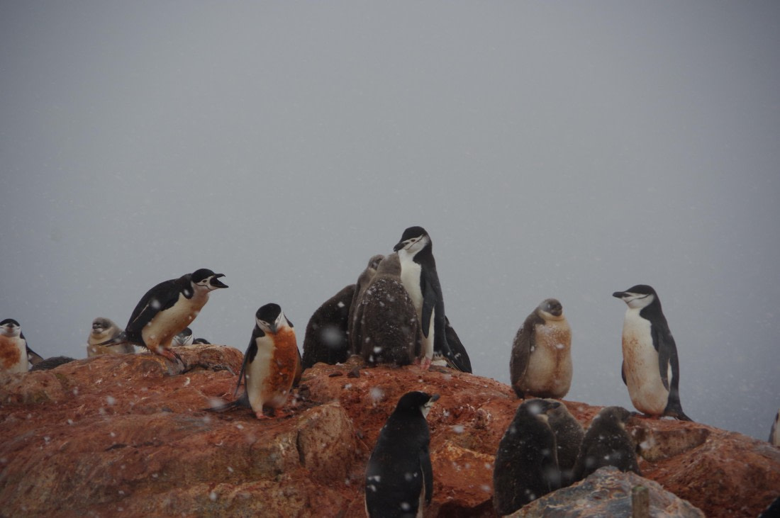 PLA28-25, Day 7, helenedemeringo (3) © Hélène de Meringo - Oceanwide Expeditions.JPG