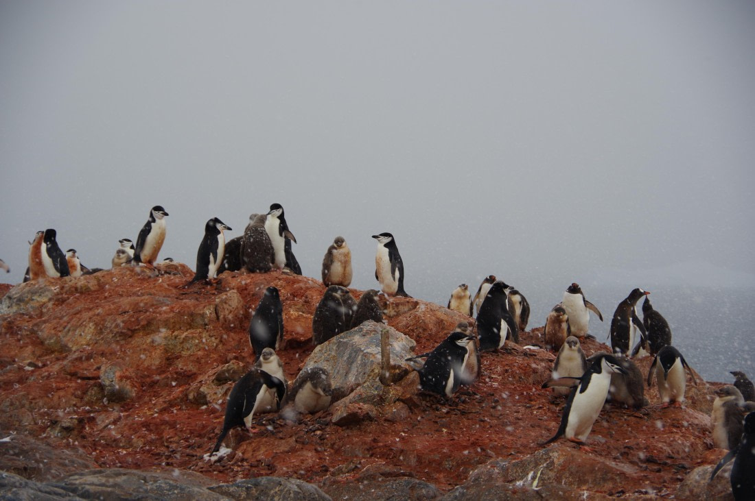PLA28-25, Day 7, helenedemeringo (4) © Hélène de Meringo - Oceanwide Expeditions.JPG