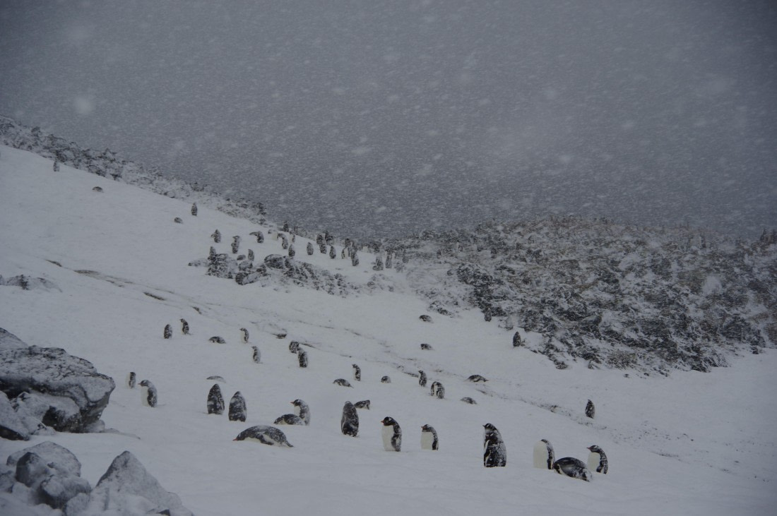 PLA28-25, Day 7, helenedemeringo (5) © Hélène de Meringo - Oceanwide Expeditions.JPG