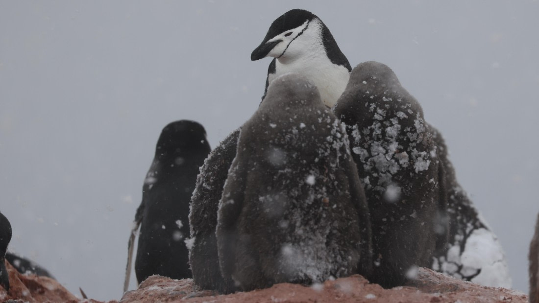 PLA28-25, Day 7, RegisPERDRIAT (3) © Regis Perdriat - Oceanwide Expeditions.JPG