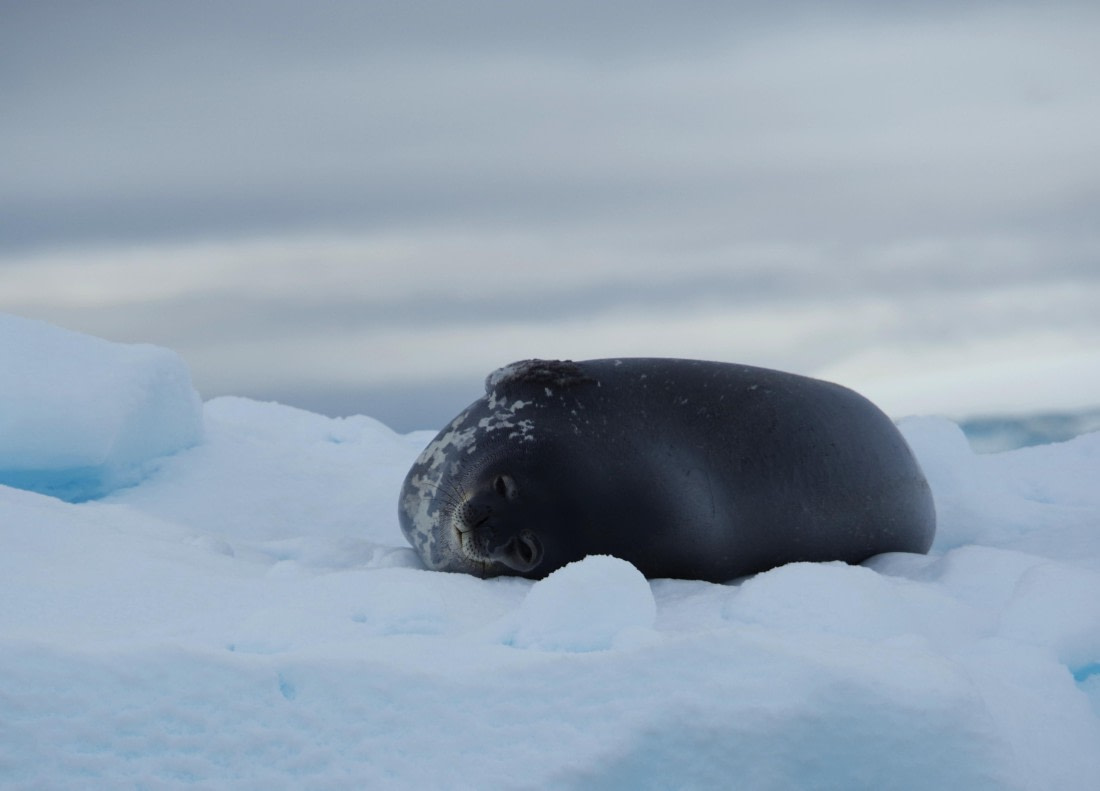 PLA28-25, Day 8, helenedemeringo © Hélène de Meringo - Oceanwide Expeditions.JPG