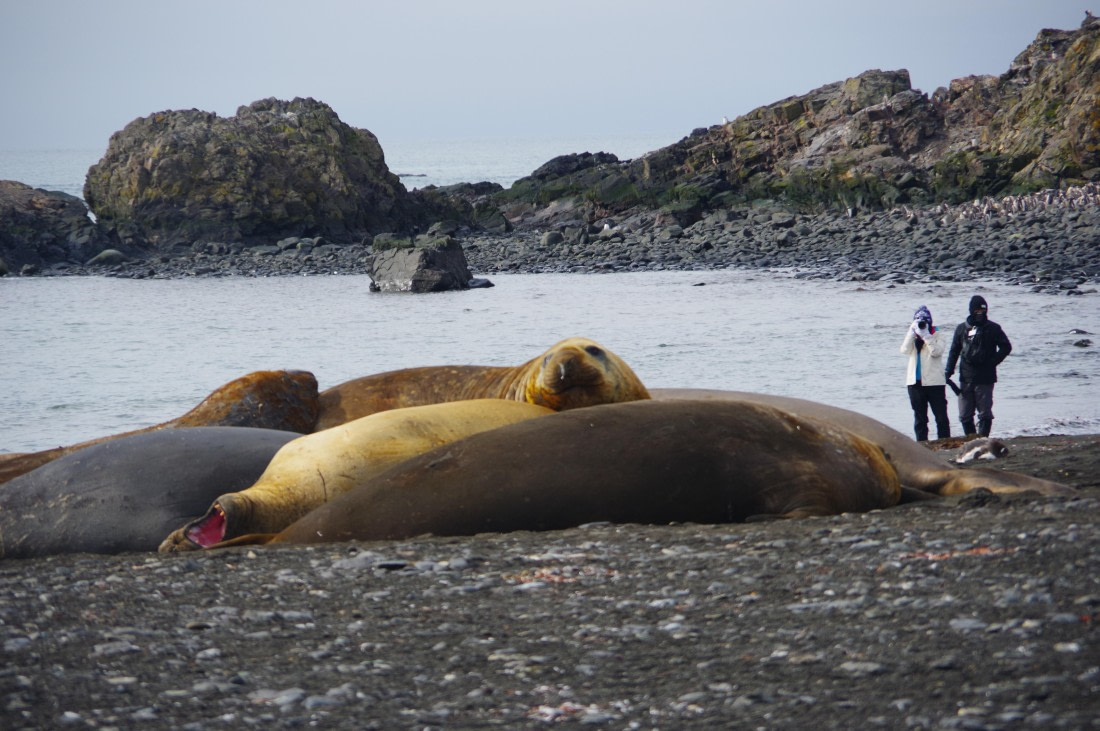 PLA28-25, Day 8, IMGP4227 © Unknown photographer - Oceanwide Expeditions.JPG