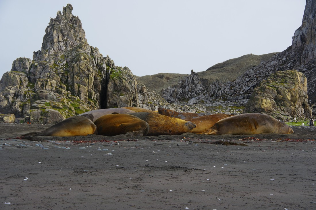 PLA28-25, Day 8, IMGP4240 © Unknown photographer - Oceanwide Expeditions.JPG