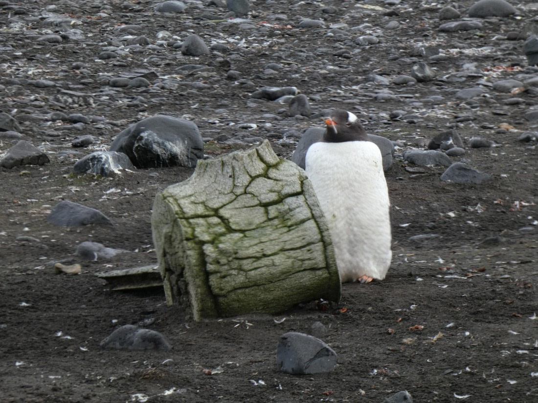 PLA28-25, Day 8, P1180197 © Ali Liddle - Oceanwide Expeditions.JPG