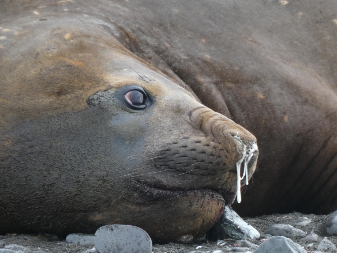 PLA28-25, Day 8, P1180205 © Ali Liddle - Oceanwide Expeditions.JPG
