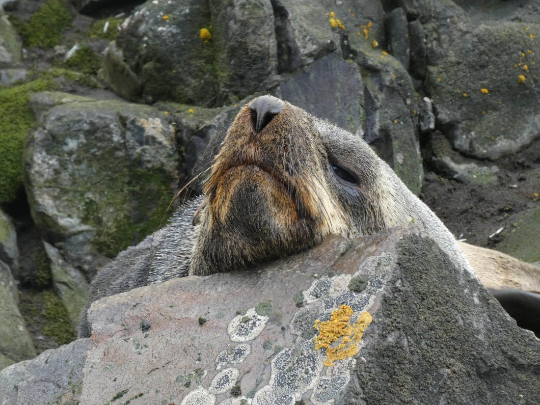 PLA28-25, Day 8, P1180239 © Ali Liddle - Oceanwide Expeditions.JPG