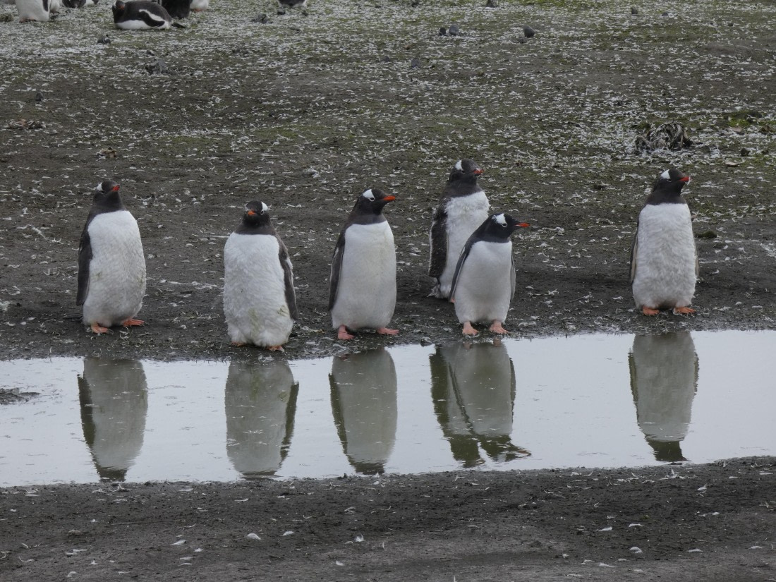 PLA28-25, Day 8, P1180254 © Ali Liddle - Oceanwide Expeditions.JPG